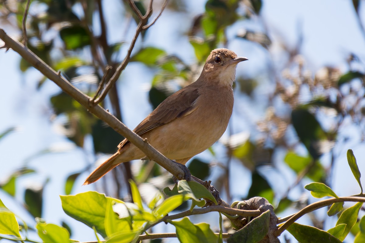 Rufous Hornero - ML620641557