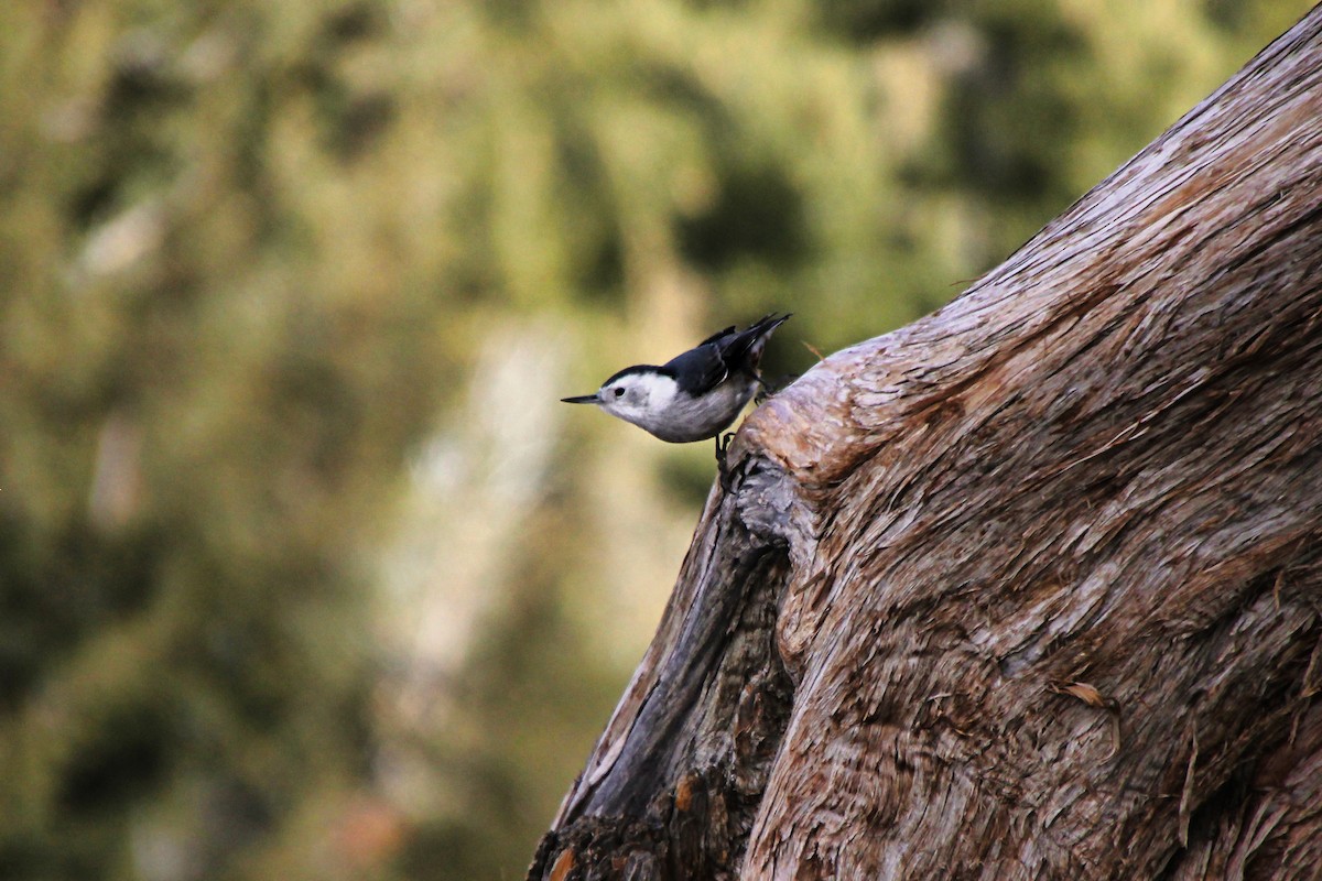 White-breasted Nuthatch - ML620641559