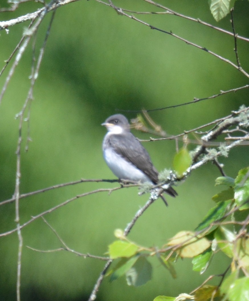 Tree Swallow - ML620641561