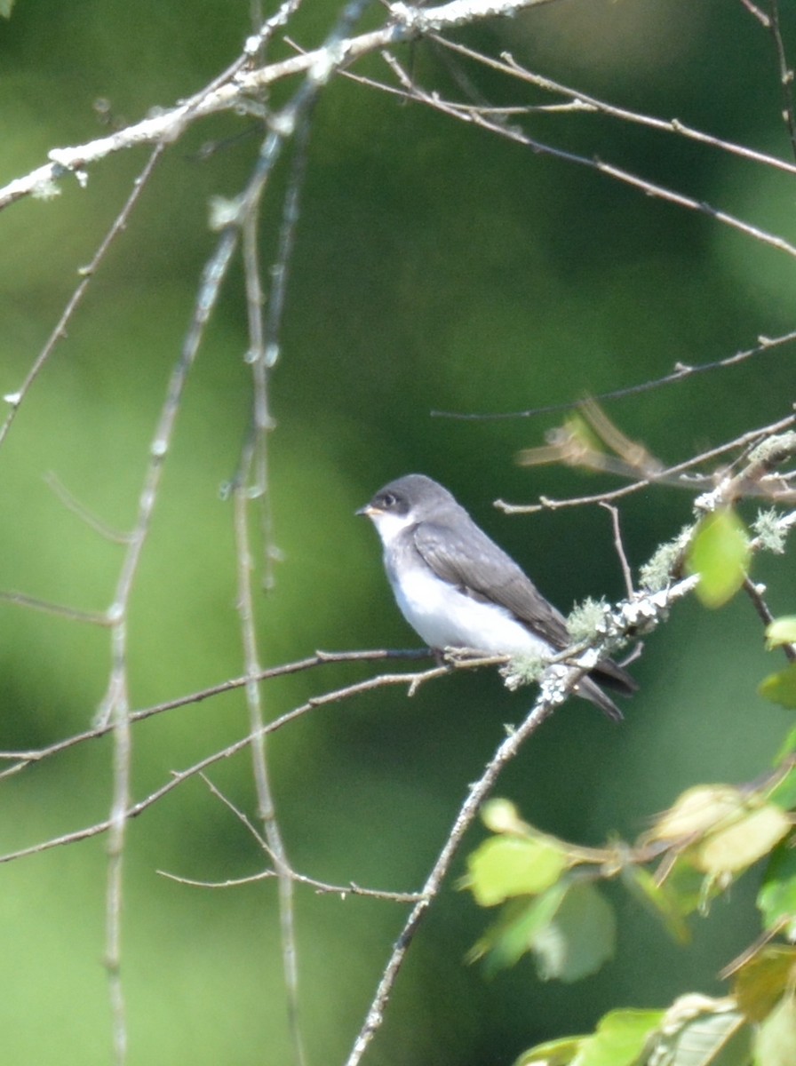 Tree Swallow - ML620641562