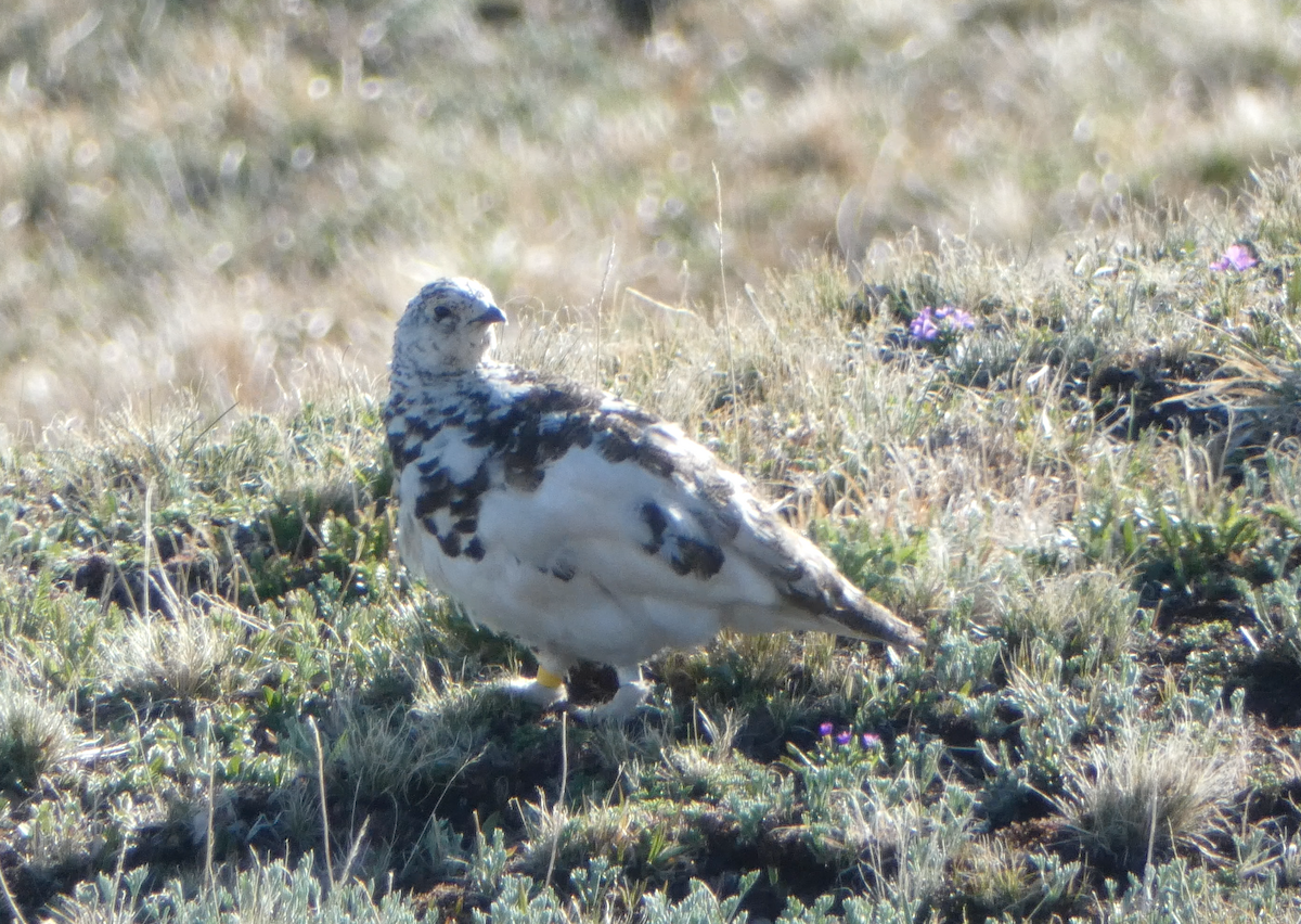 White-tailed Ptarmigan - ML620641564