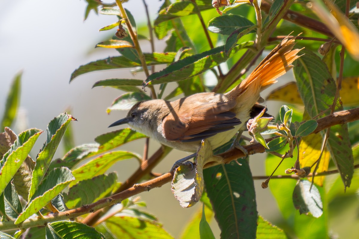 Yellow-chinned Spinetail - ML620641567