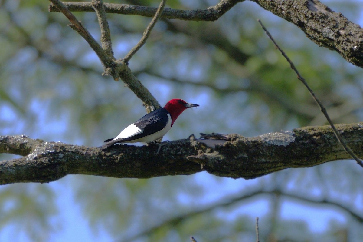Red-headed Woodpecker - Patty & John Werth