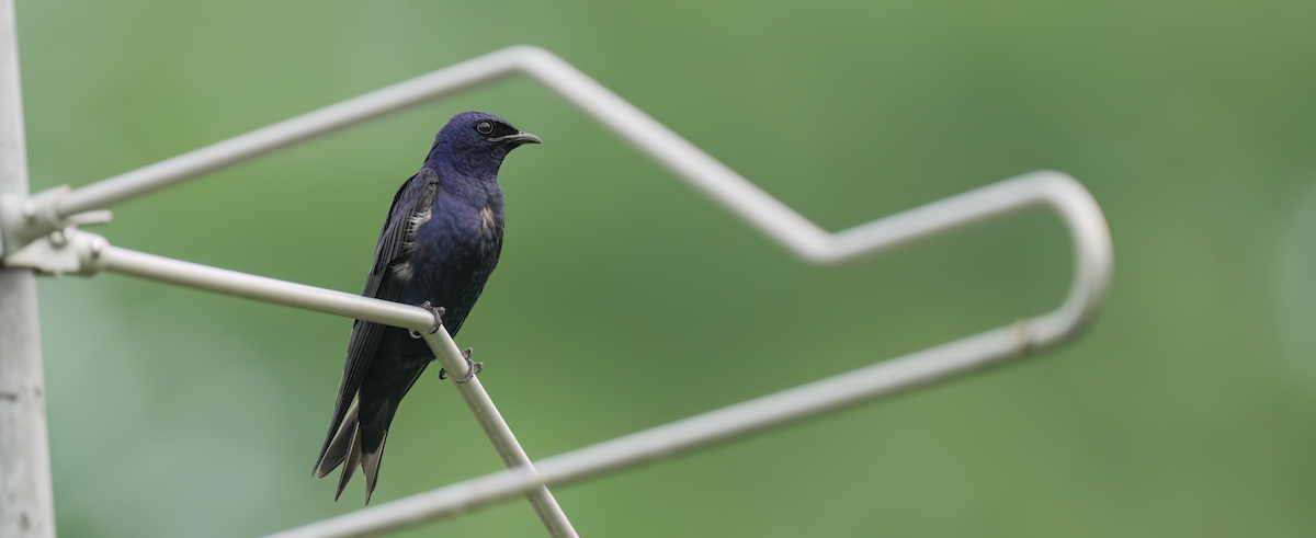 Purple Martin - ML620641572