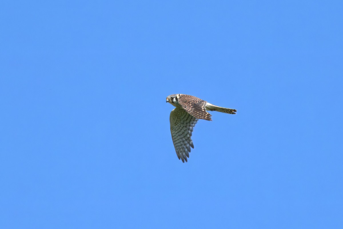 American Kestrel - ML620641580