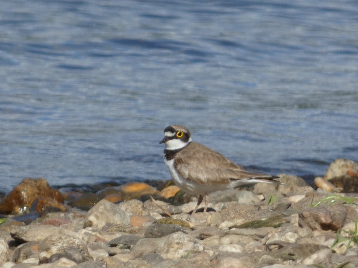 Little Ringed Plover - ML620641581