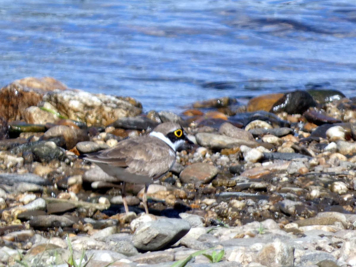 Flussregenpfeifer - ML620641583