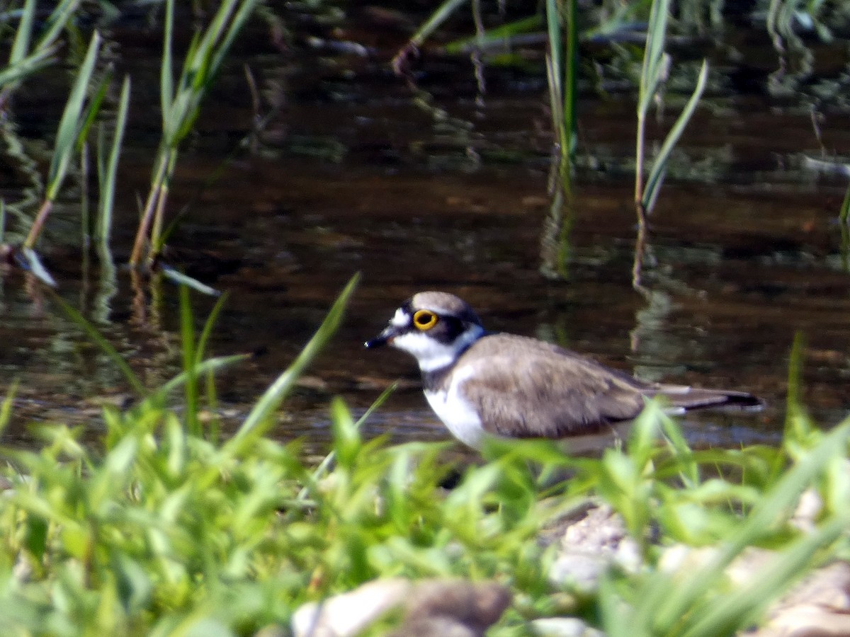 Flussregenpfeifer - ML620641586