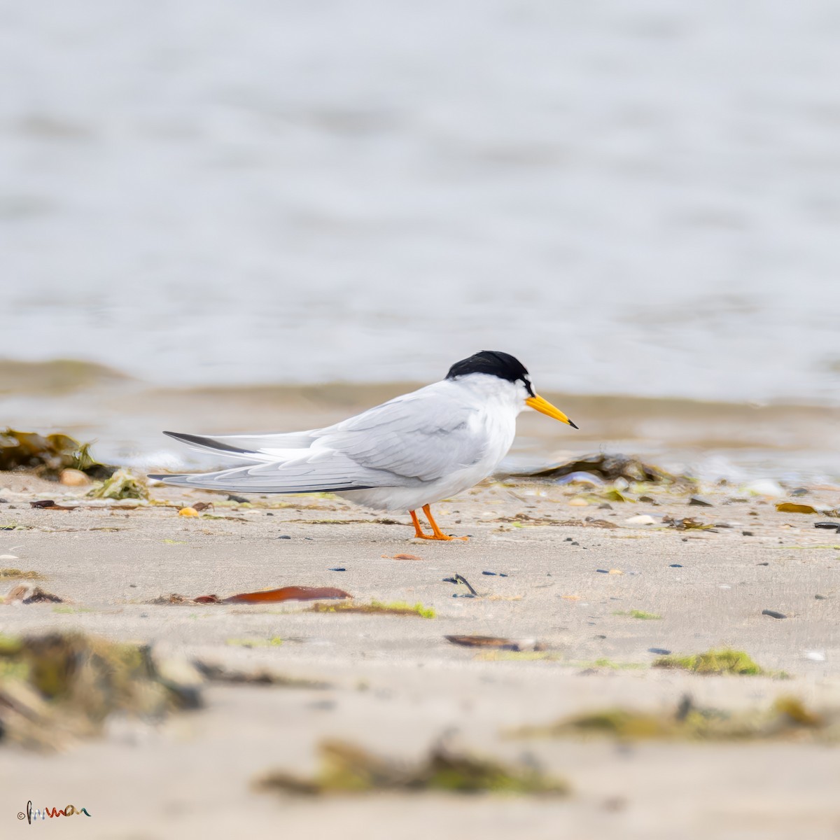 Little Tern - Simon Robinson