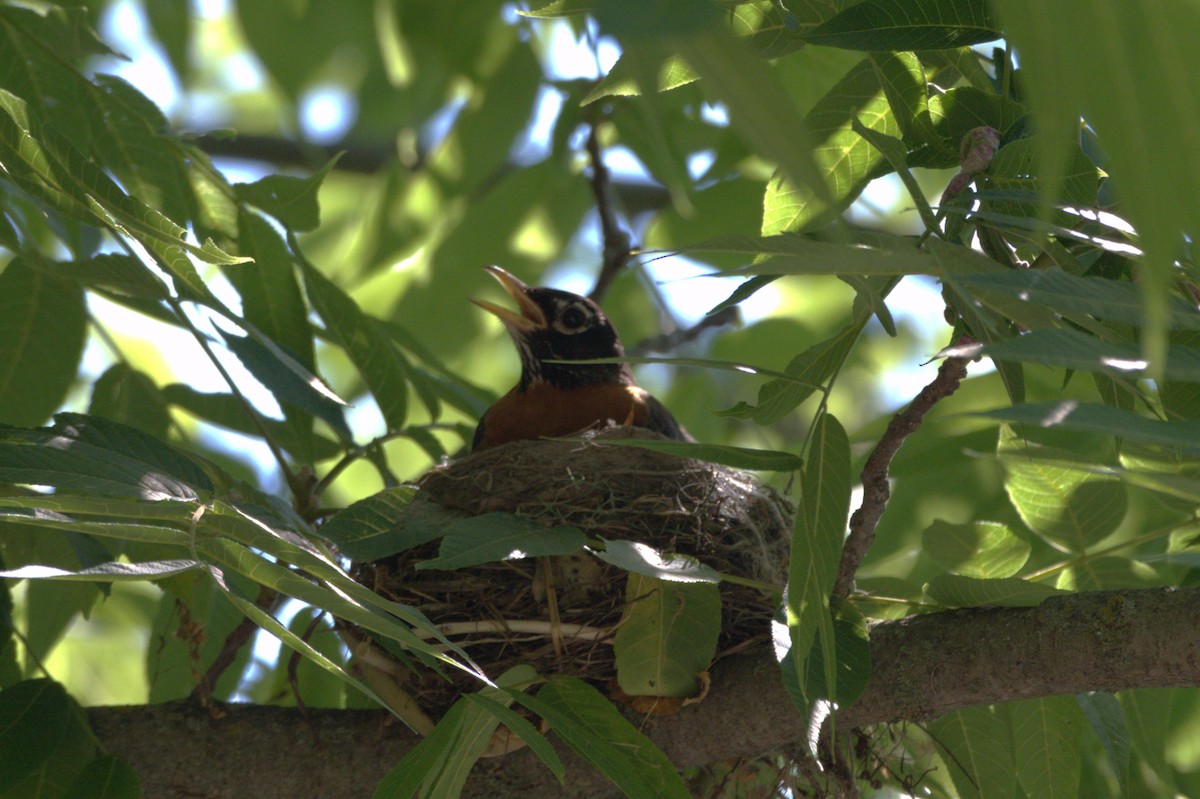 American Robin - ML620641591