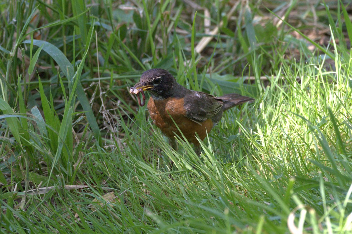 American Robin - ML620641592