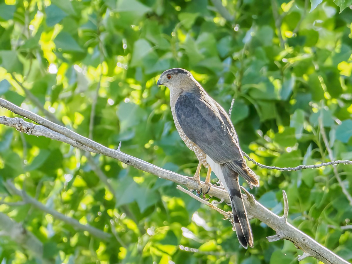 Cooper's Hawk - ML620641595