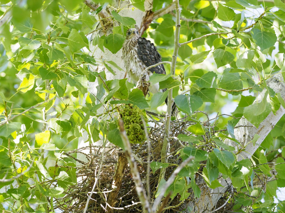 Cooper's Hawk - ML620641596