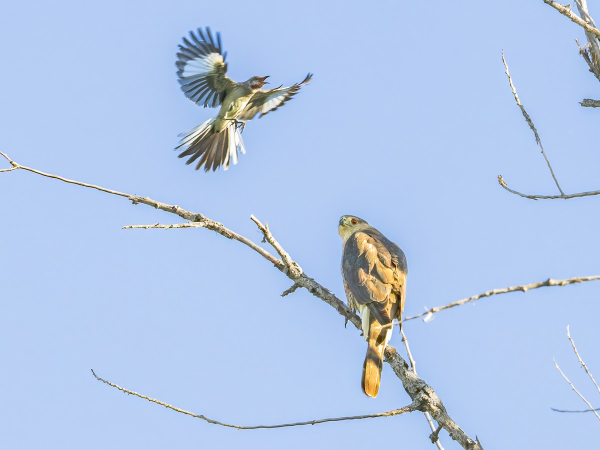 Cooper's Hawk - ML620641599