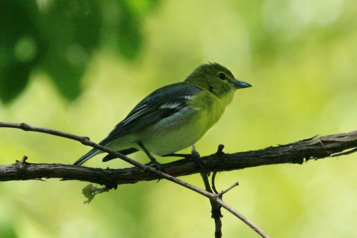 Yellow-throated Vireo - Henry Mauer