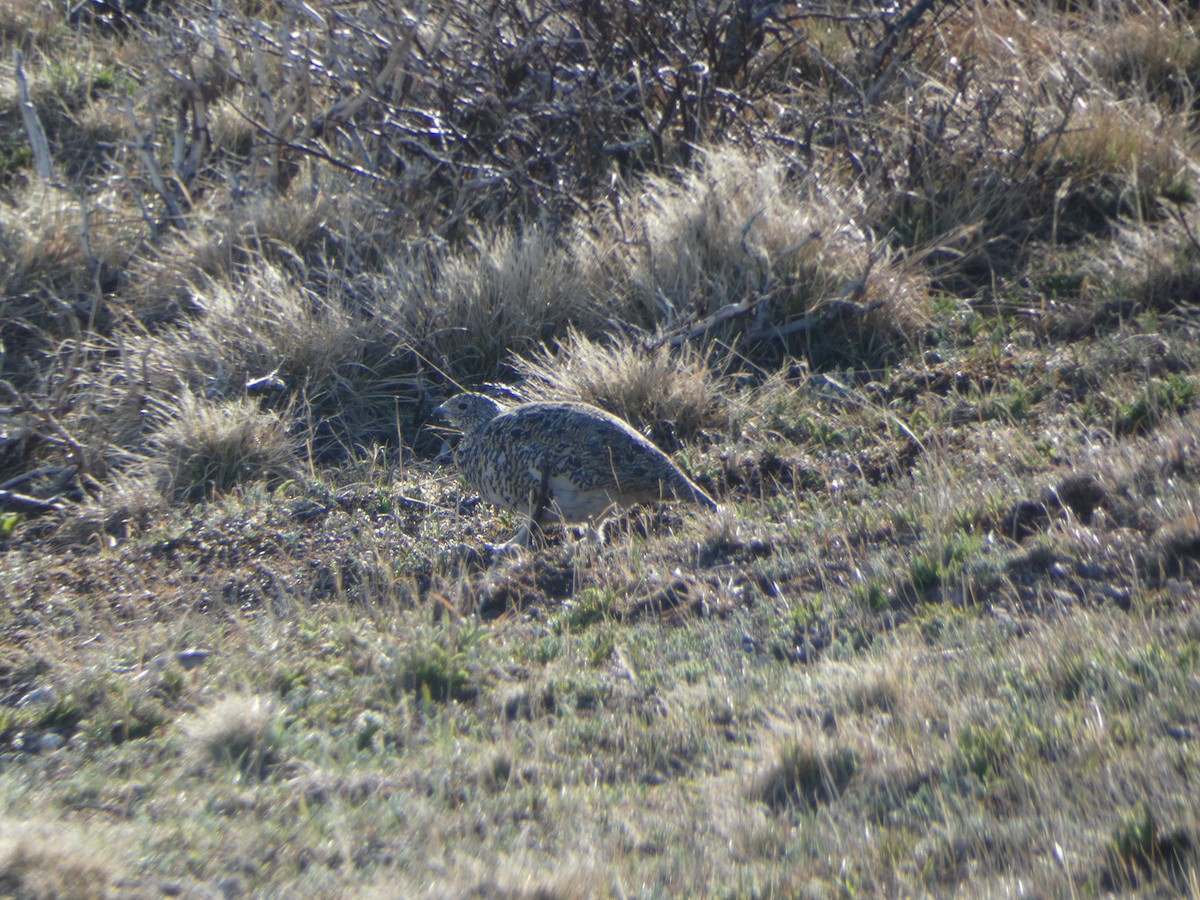 White-tailed Ptarmigan - ML620641606