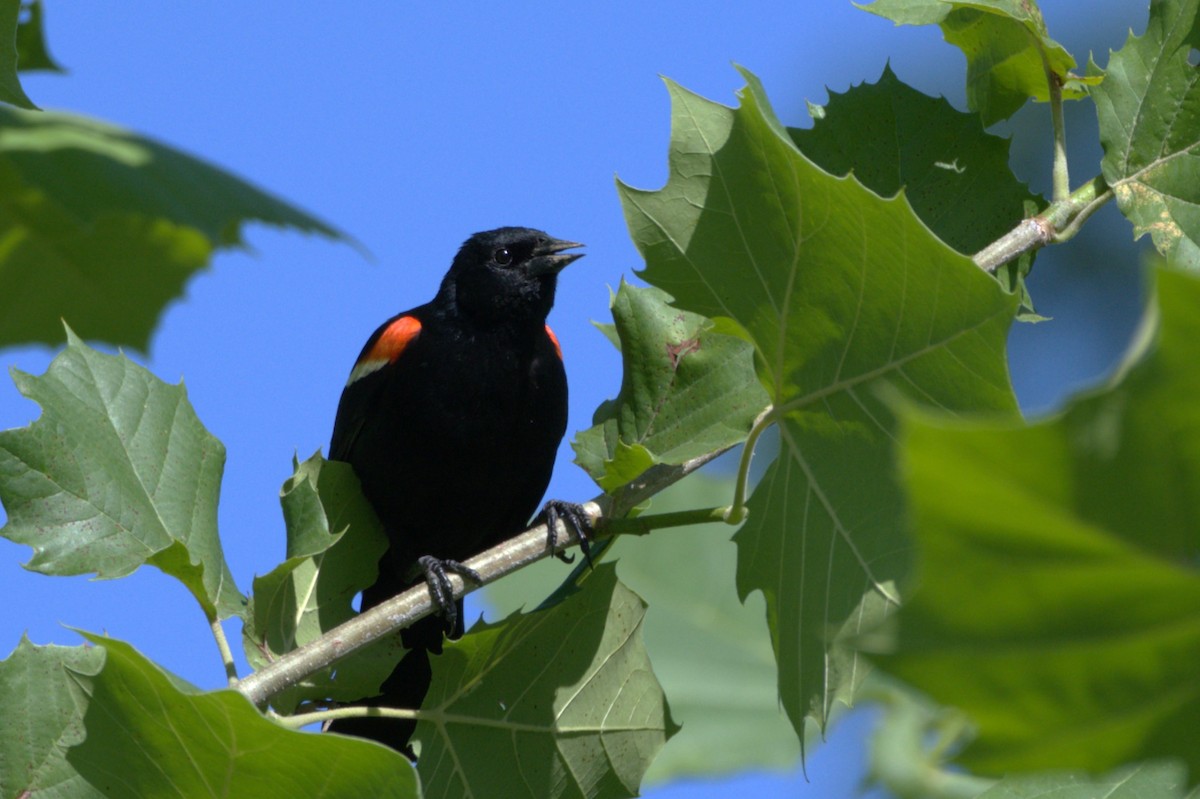 Red-winged Blackbird - ML620641608