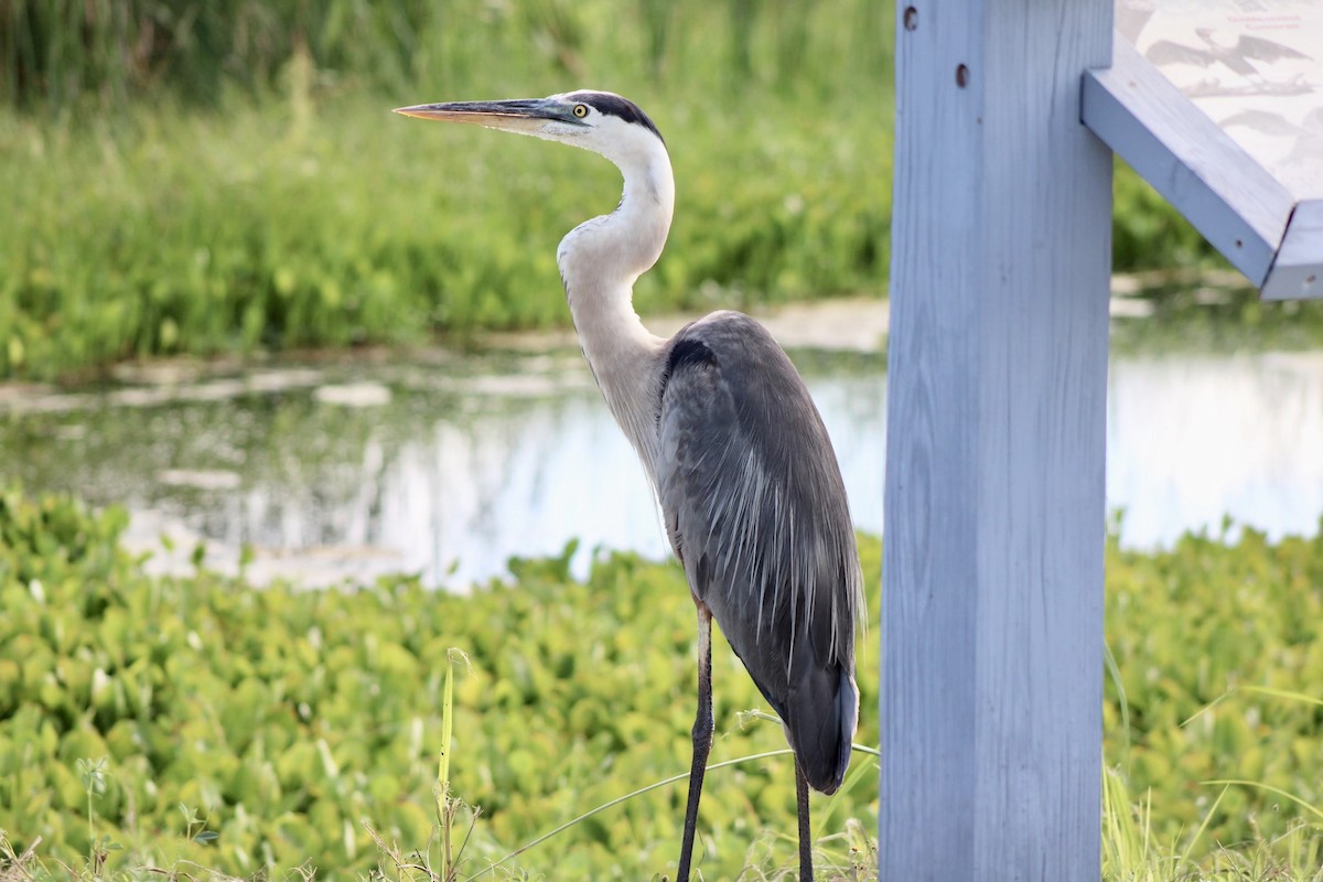 Great Blue Heron - ML620641610