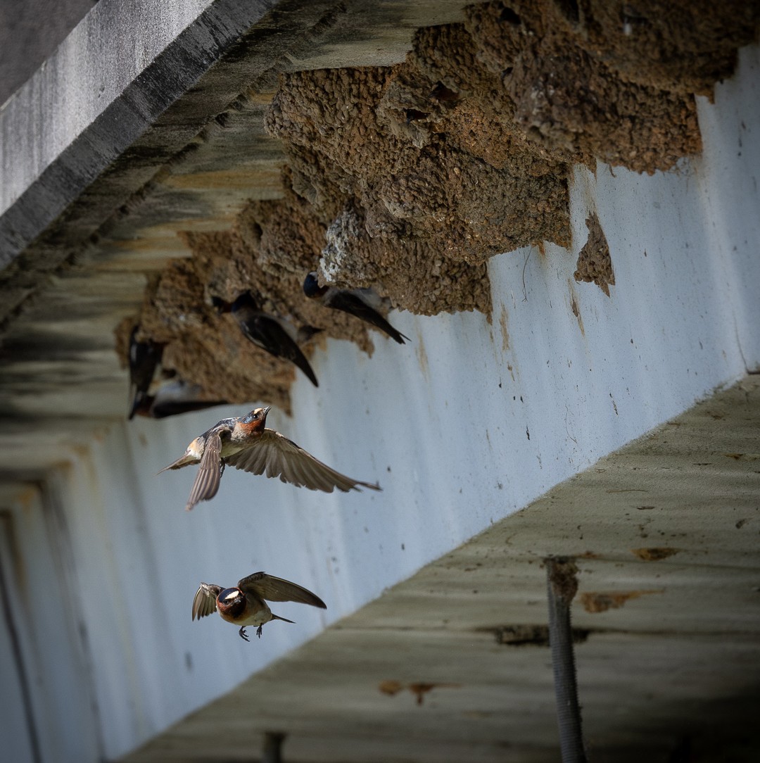 Cliff Swallow - ML620641613