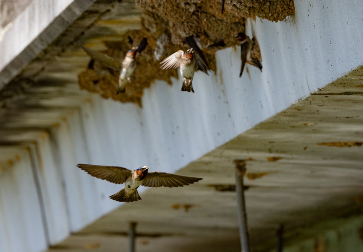 Cliff Swallow - ML620641614