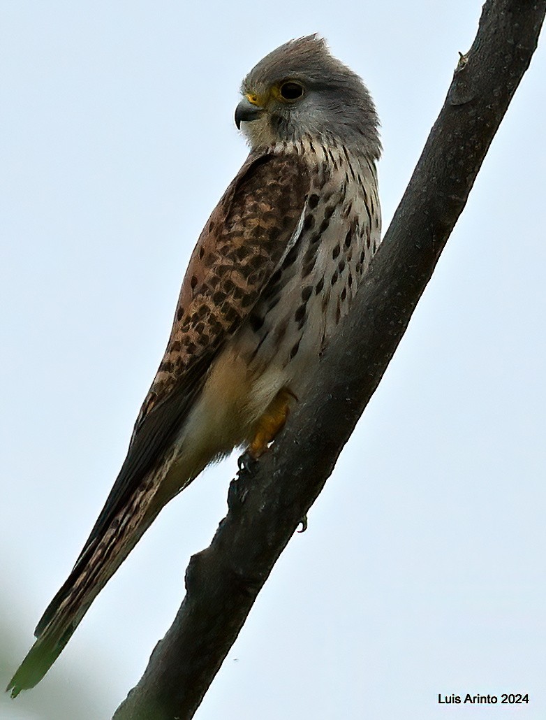 Eurasian Kestrel - ML620641621