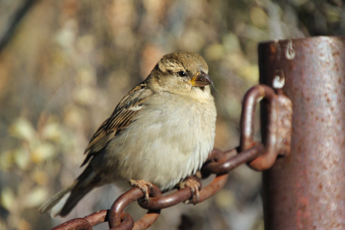 Moineau domestique - ML620641622