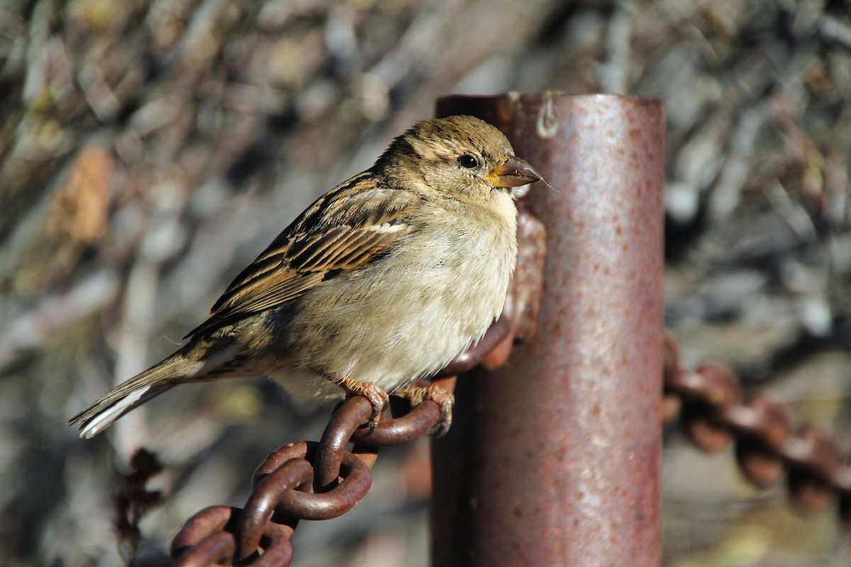 House Sparrow - ML620641623