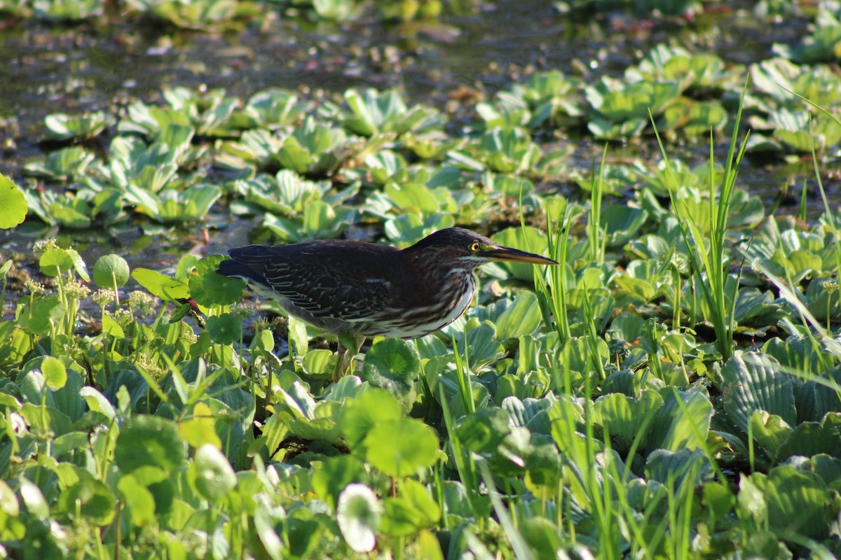 Green Heron - ML620641626