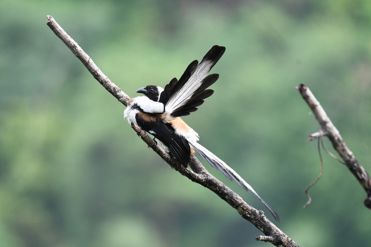 White-bellied Treepie - ML620641627