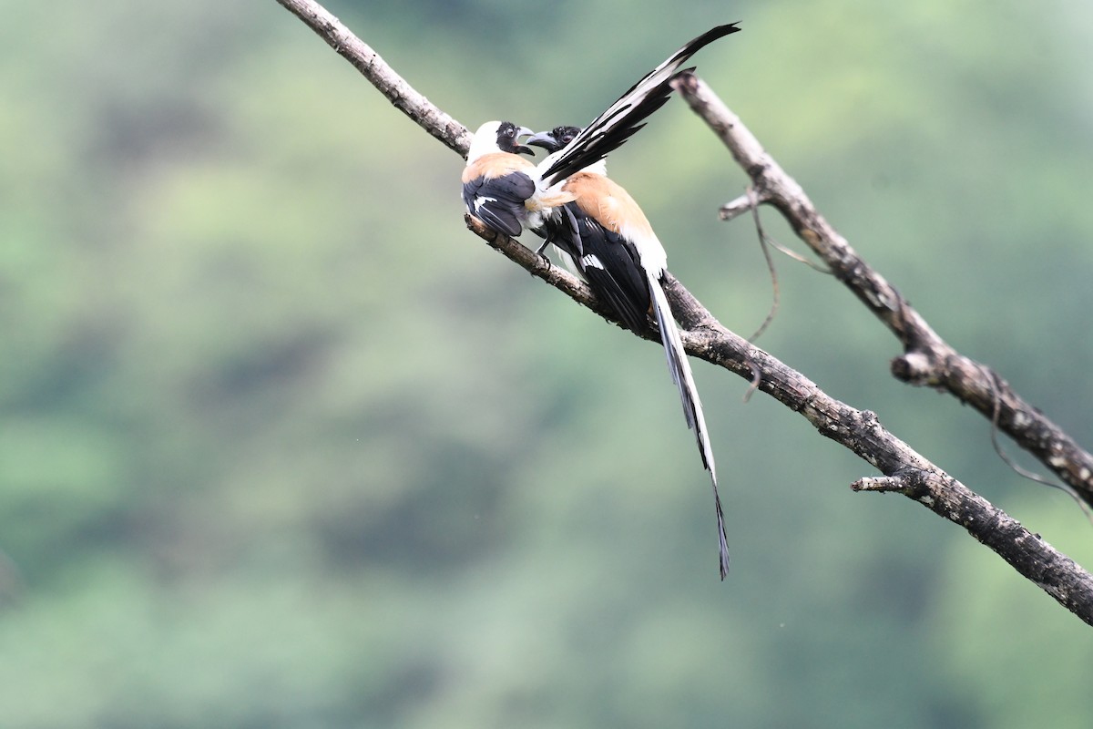 White-bellied Treepie - ML620641628