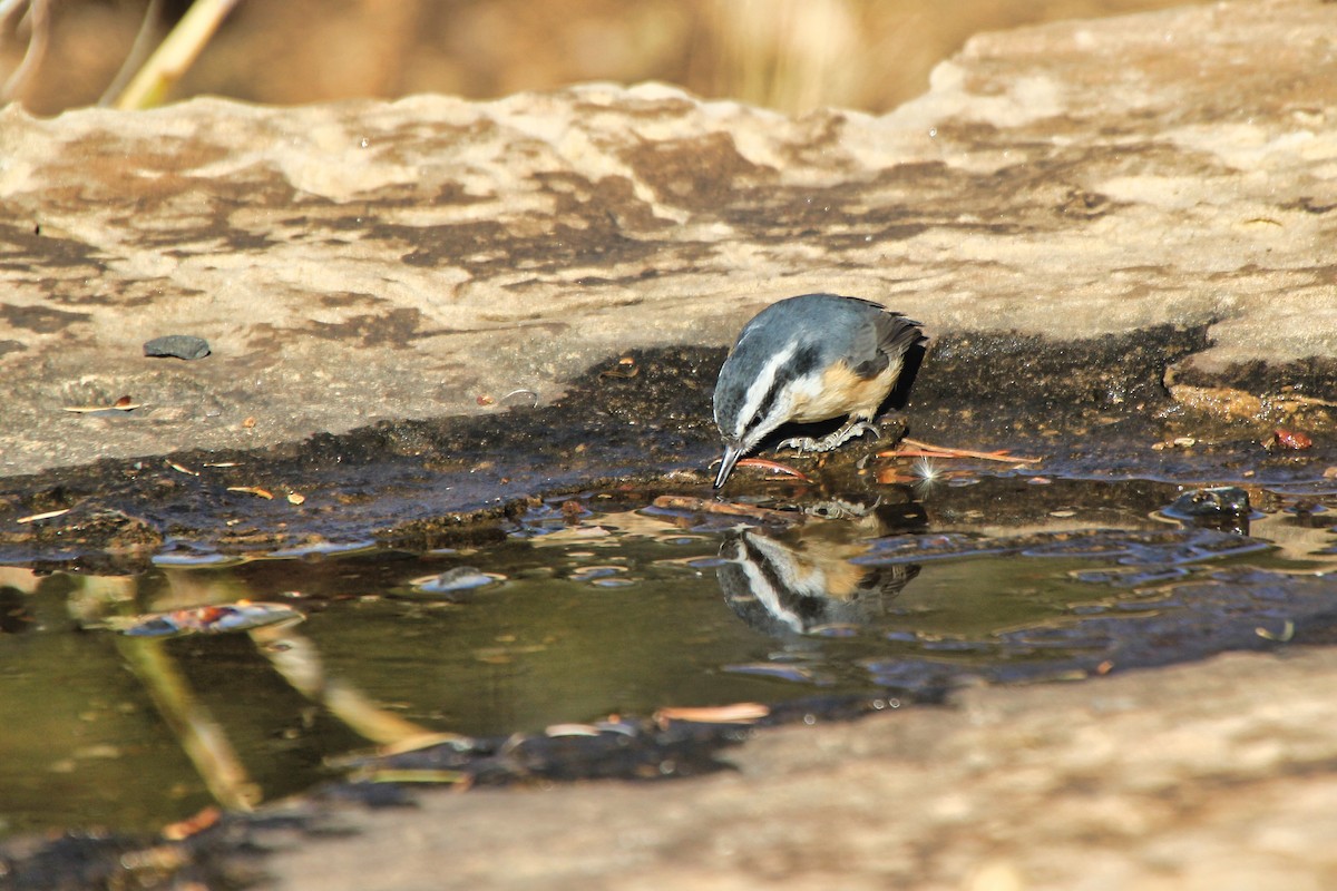 Red-breasted Nuthatch - ML620641629