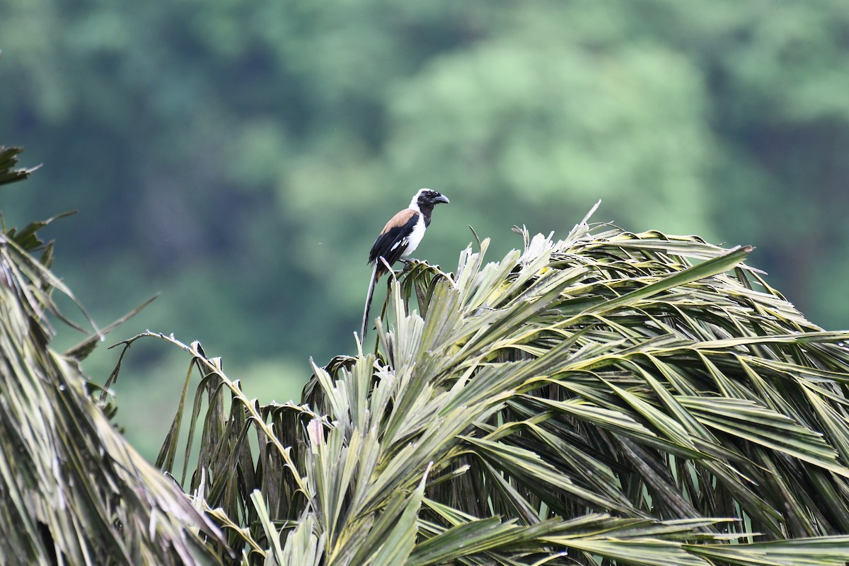 White-bellied Treepie - ML620641630