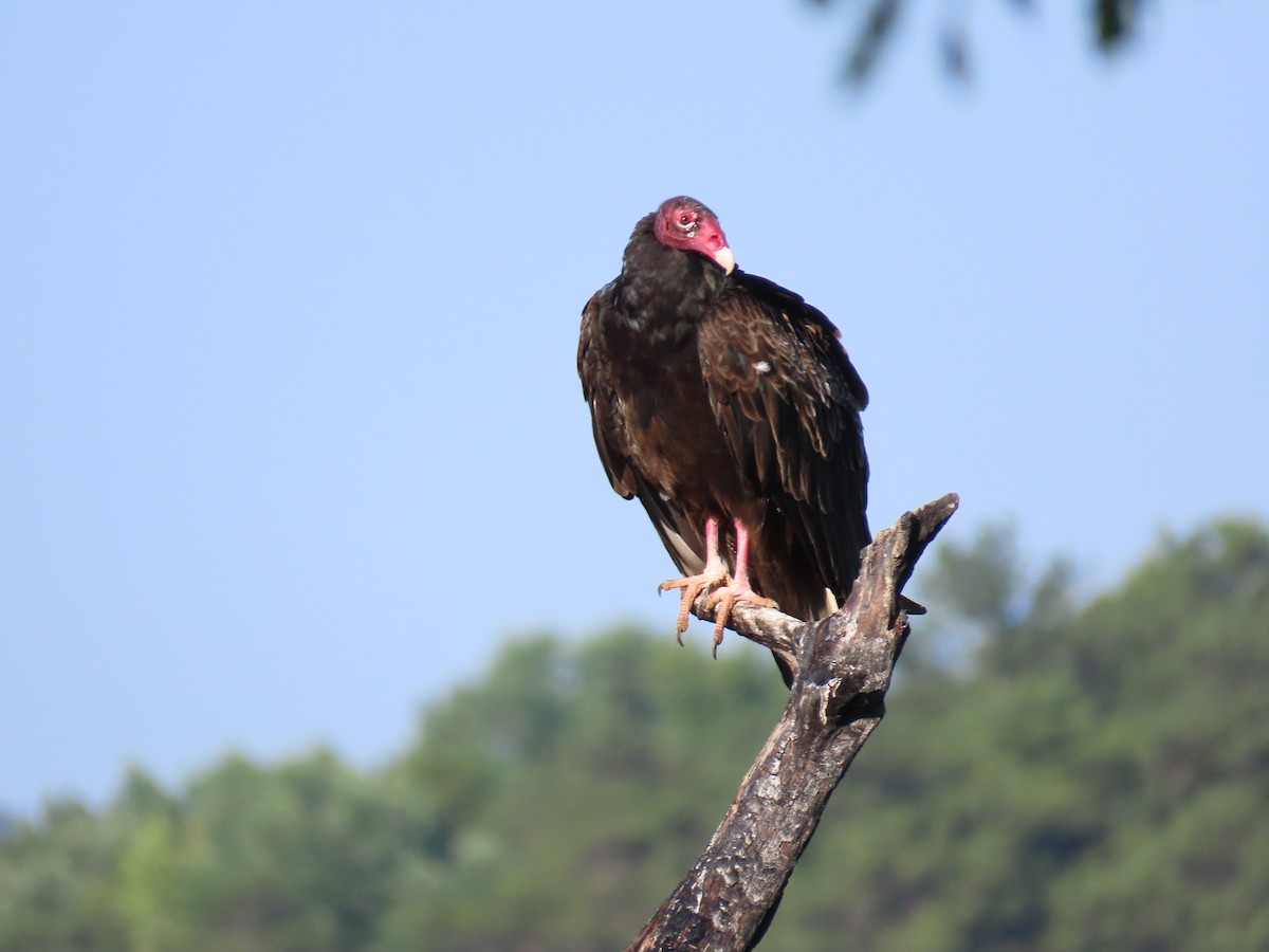 Urubu à tête rouge - ML620641632