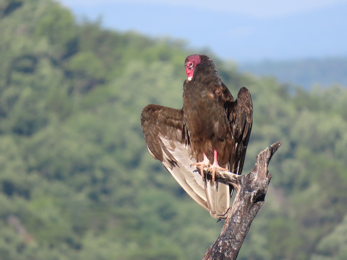 Turkey Vulture - ML620641633