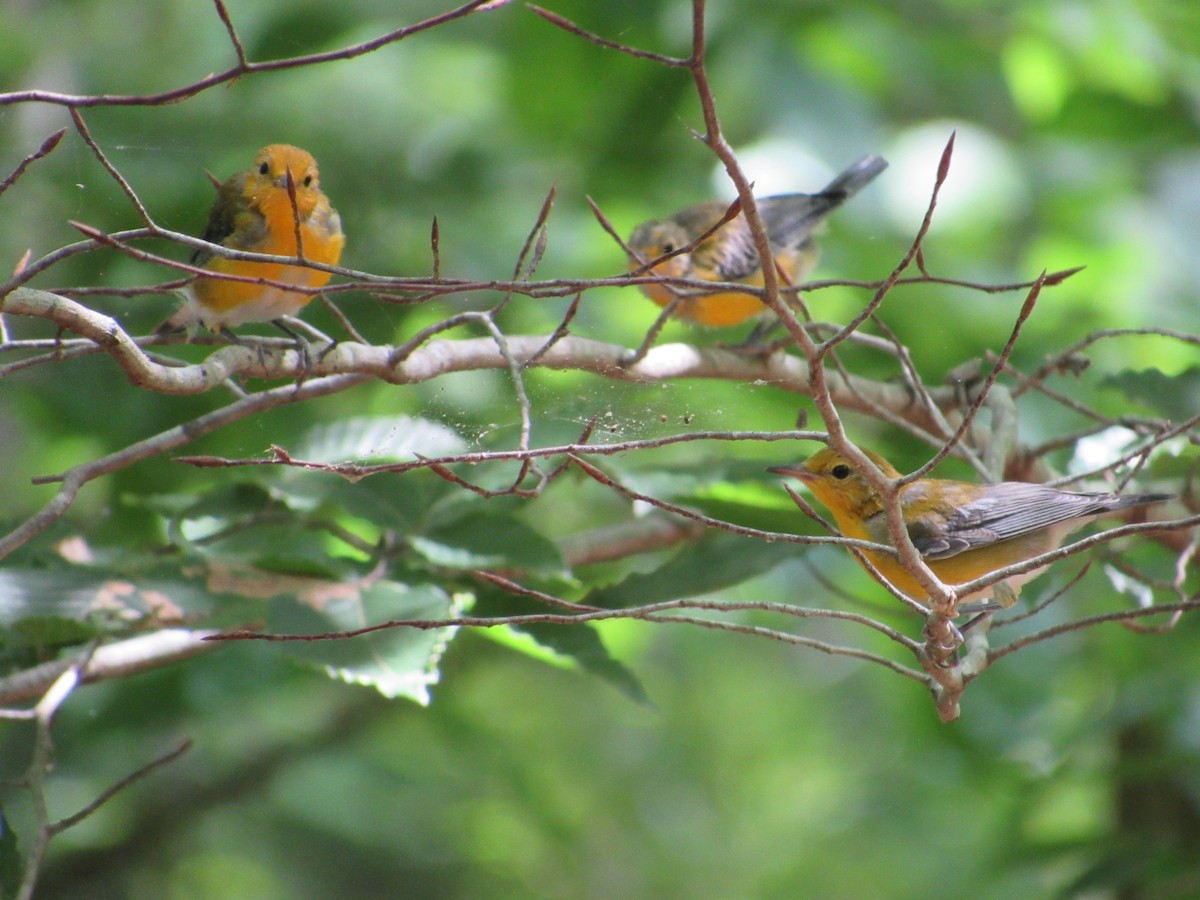 Prothonotary Warbler - Timothy Blanchard