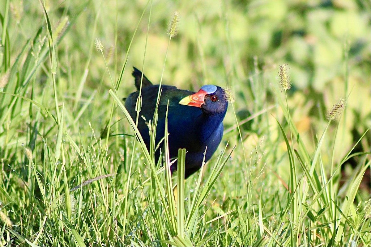 Purple Gallinule - ML620641635