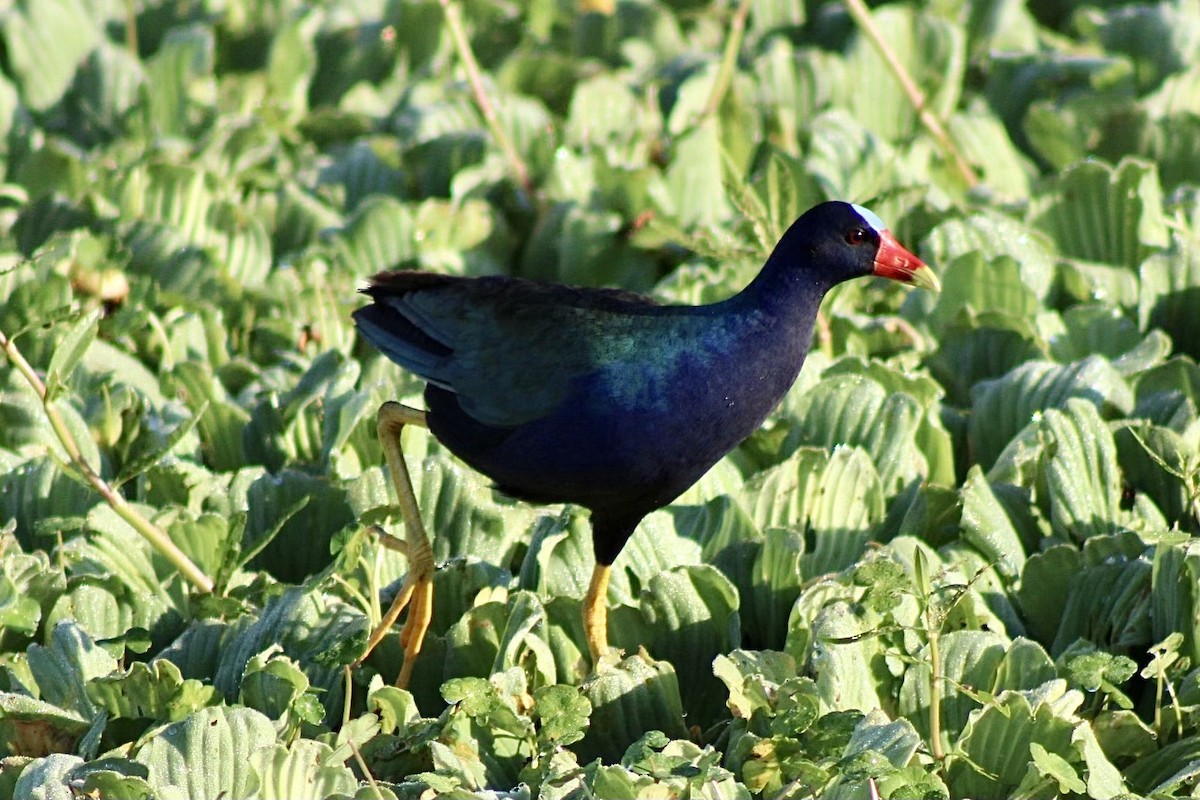 Purple Gallinule - ML620641636