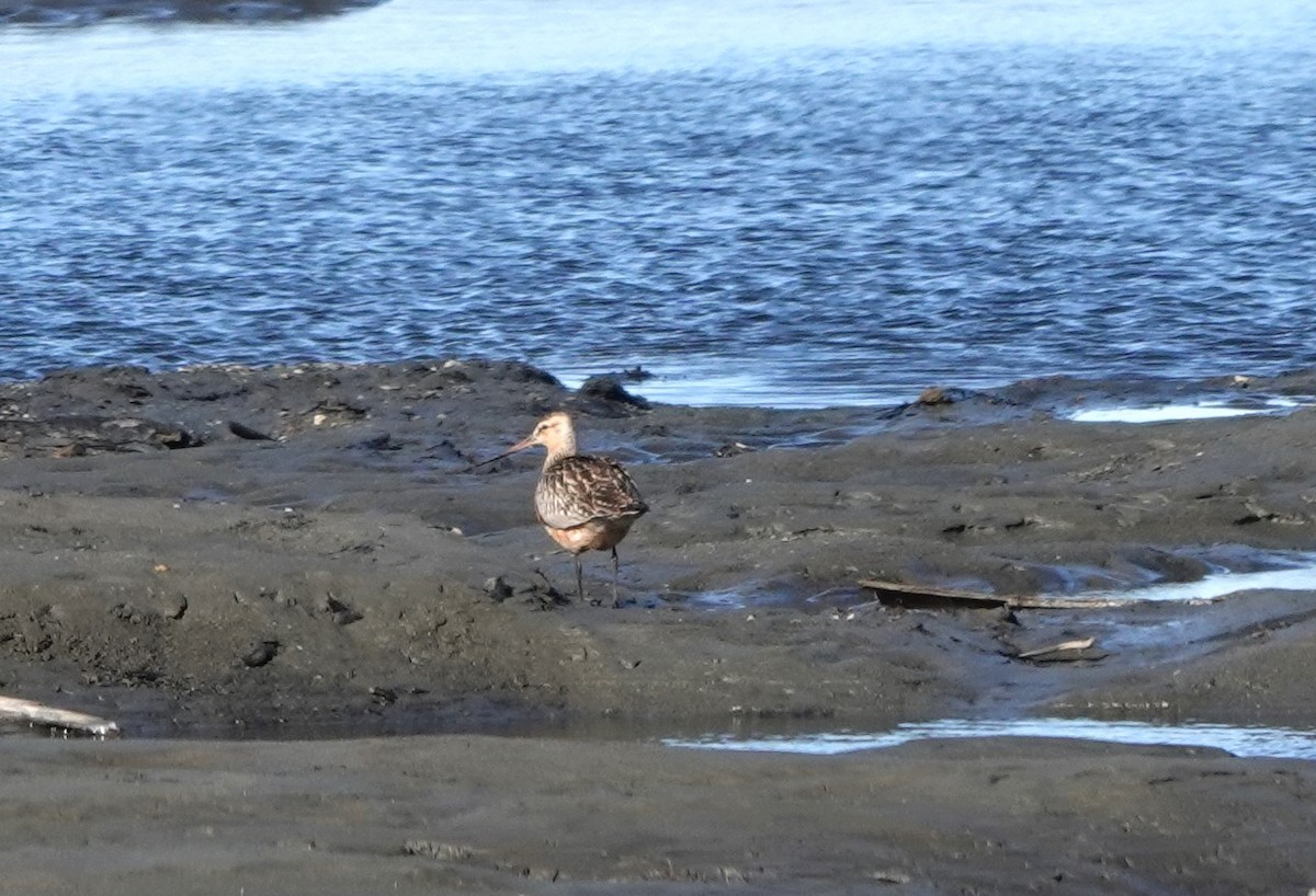 Bar-tailed Godwit - ML620641639