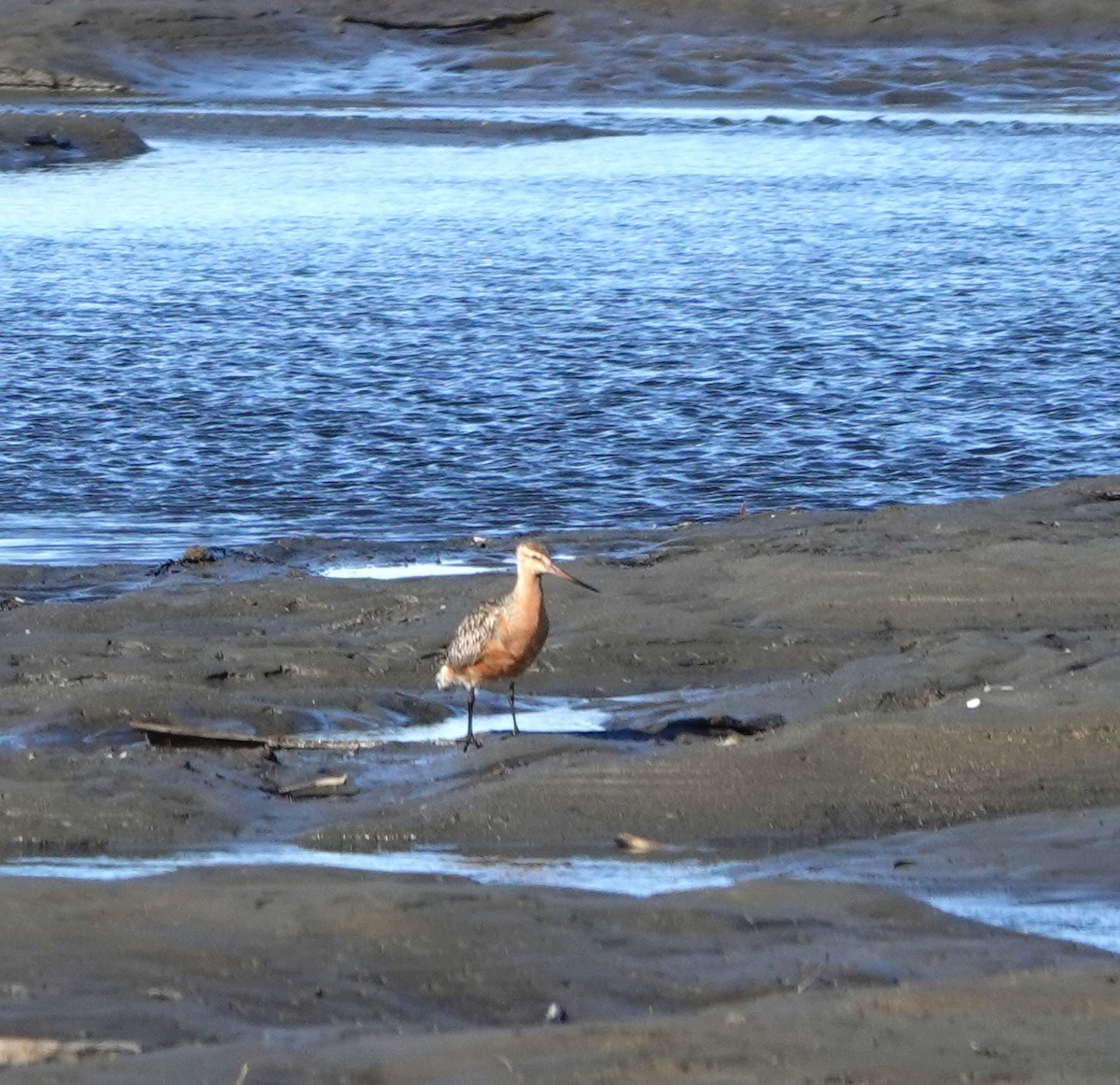 Bar-tailed Godwit - ML620641640