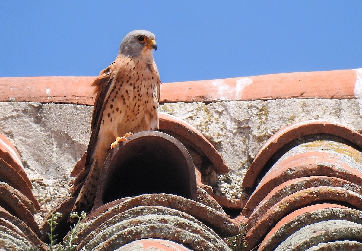 Lesser Kestrel - ML620641642