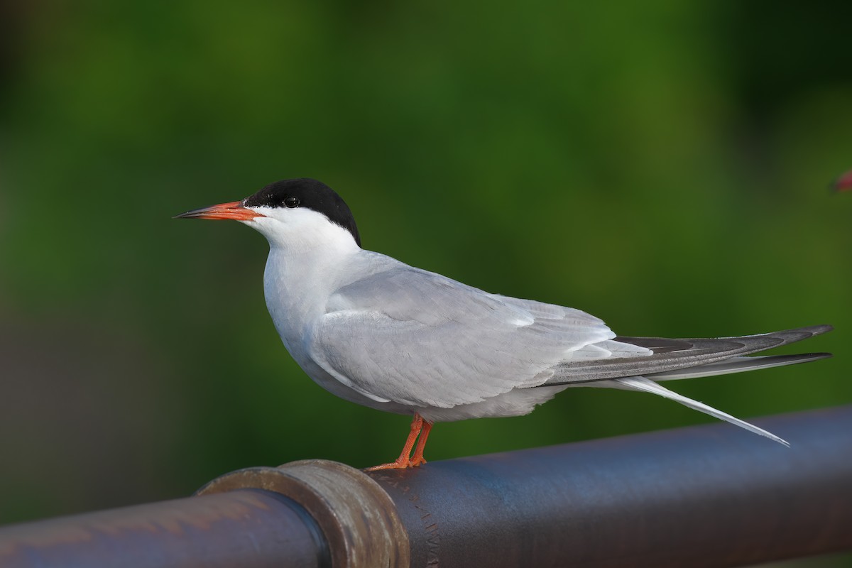 Common Tern - ML620641645