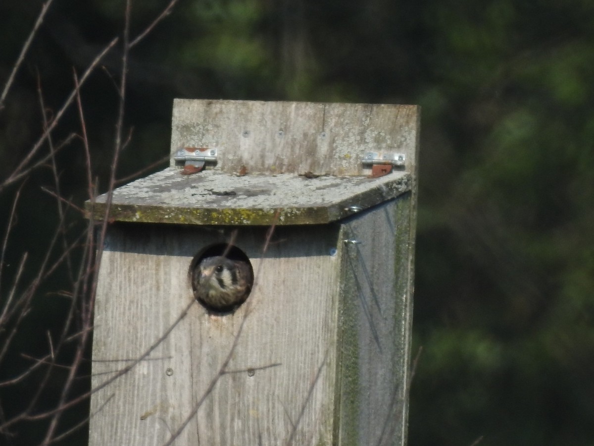 eBird Checklist - 20 Jun 2024 - Barnes Forest Preserve - 28 species