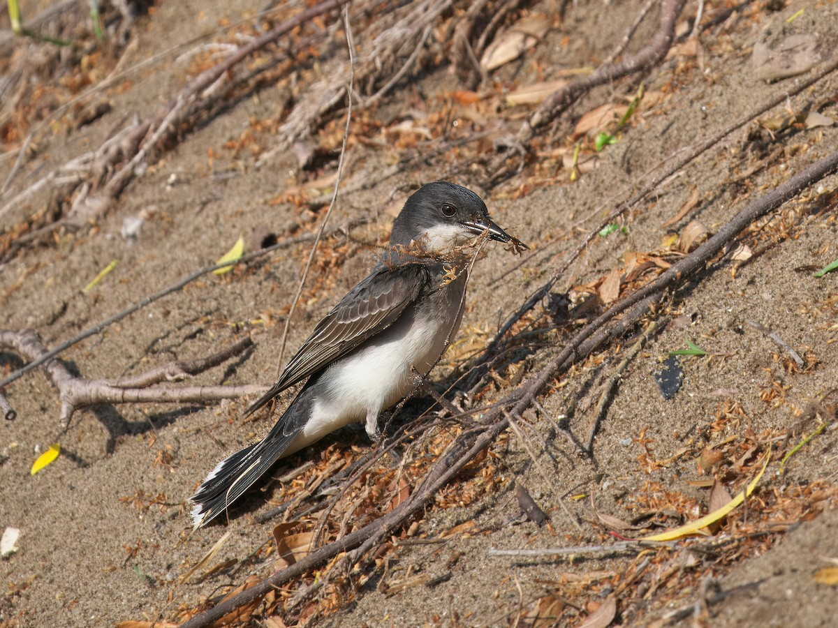 Eastern Kingbird - ML620641651