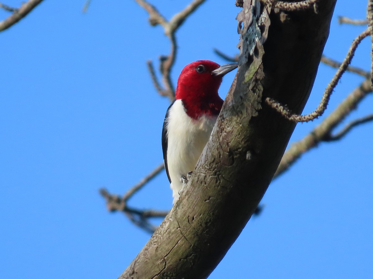 Pic à tête rouge - ML620641652