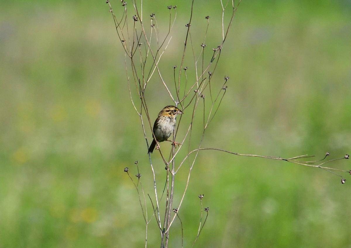 Henslow's Sparrow - ML620641654