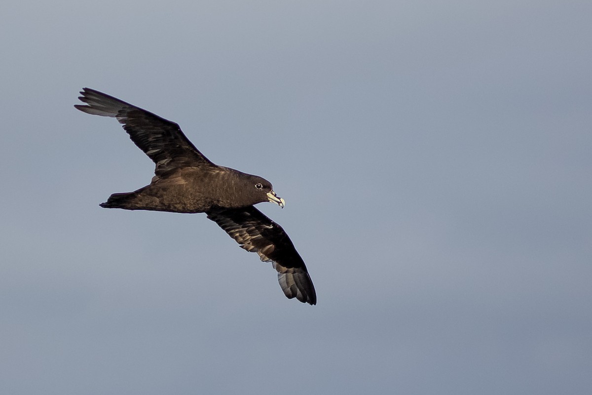 White-chinned Petrel - ML620641659