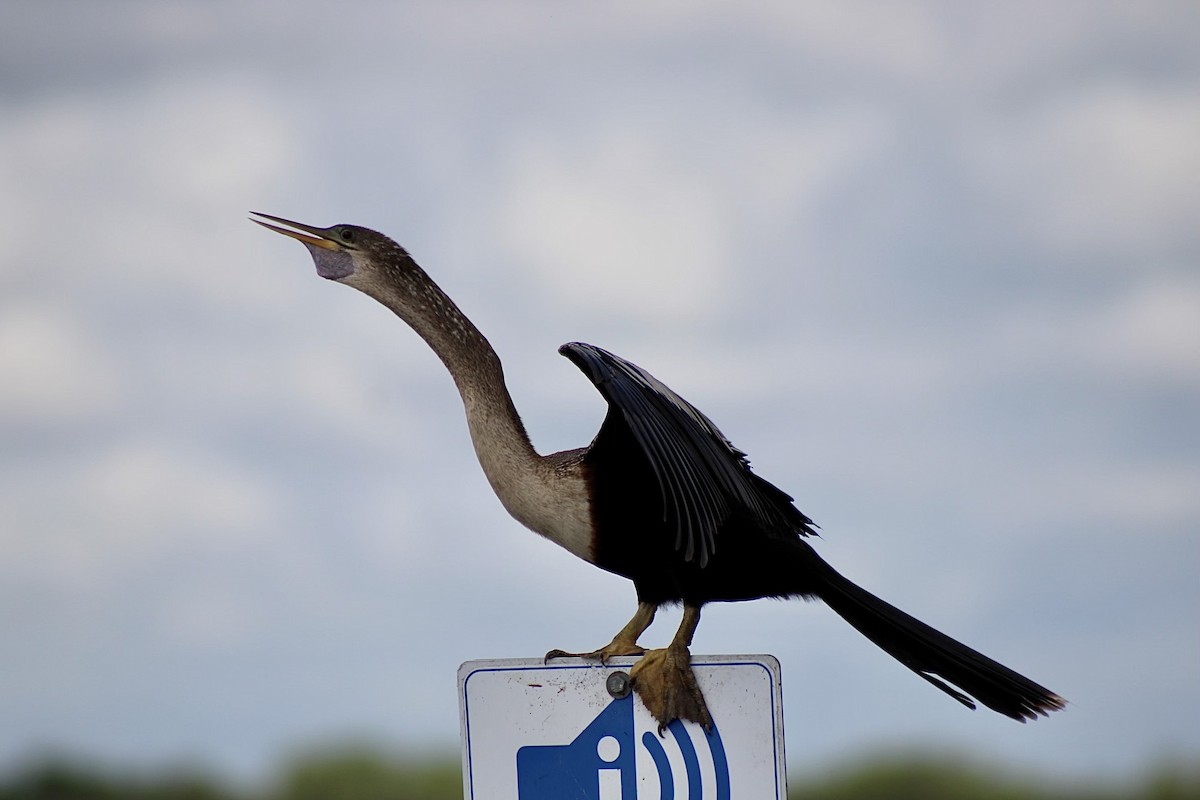 Amerika-Schlangenhalsvogel - ML620641663