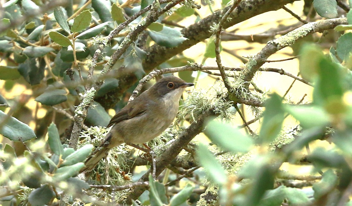 Western Orphean Warbler - ML620641664