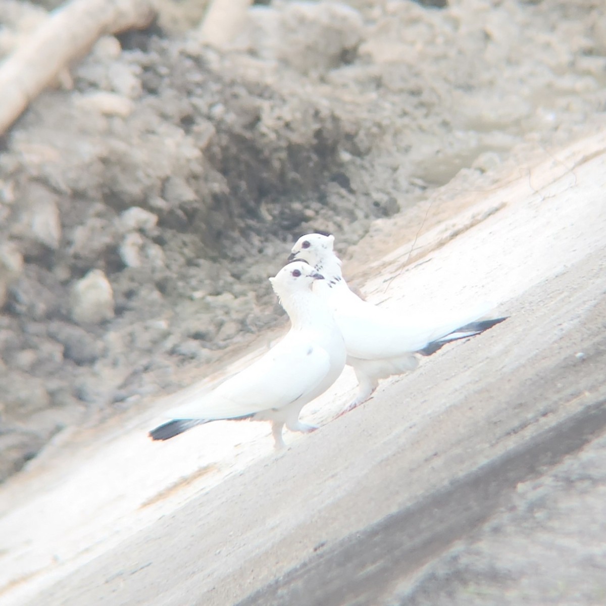 Rock Pigeon (Feral Pigeon) - ML620641665