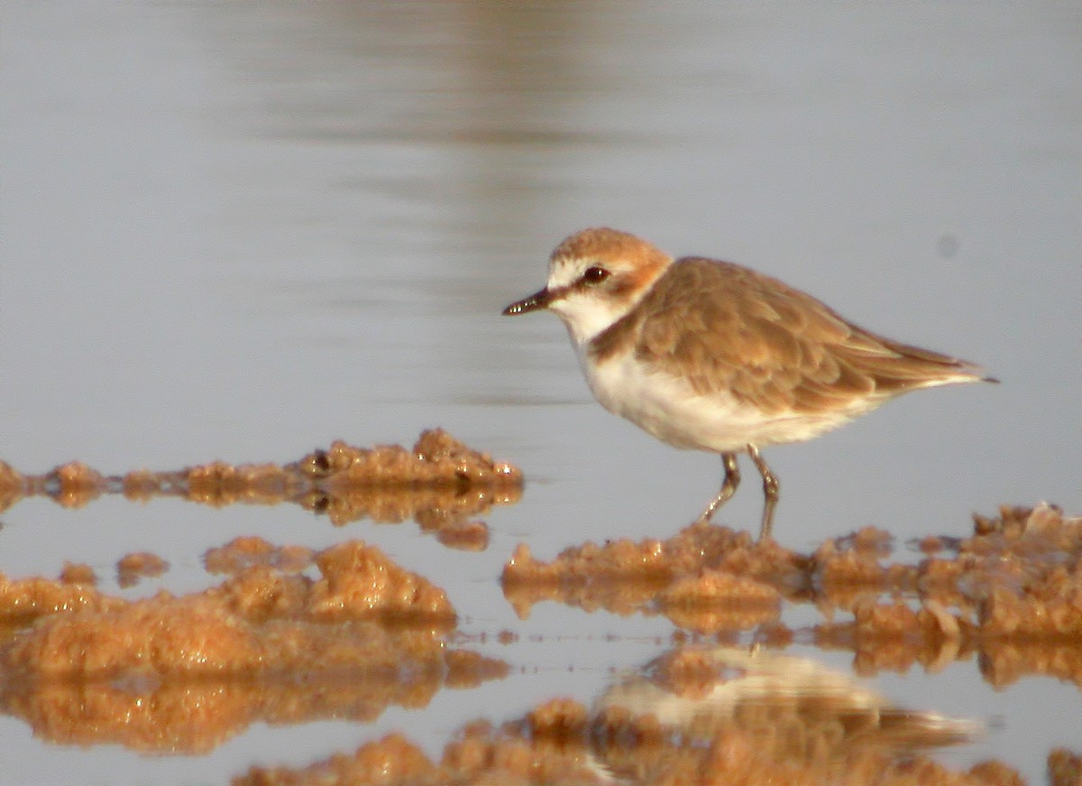 Kentish Plover - ML620641668